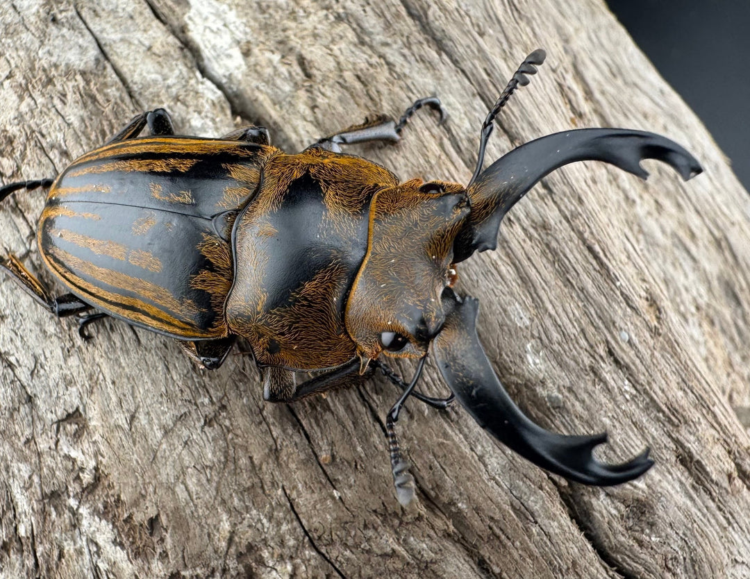 【WD】《ストリアータツヤクワガタ 43.5mm ペア》