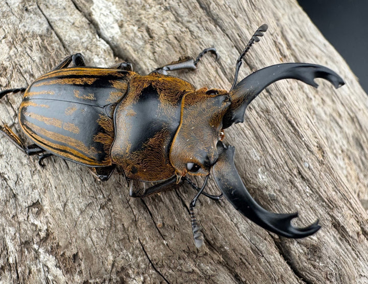 【WD】《ストリアータツヤクワガタ 43.5mm ペア》