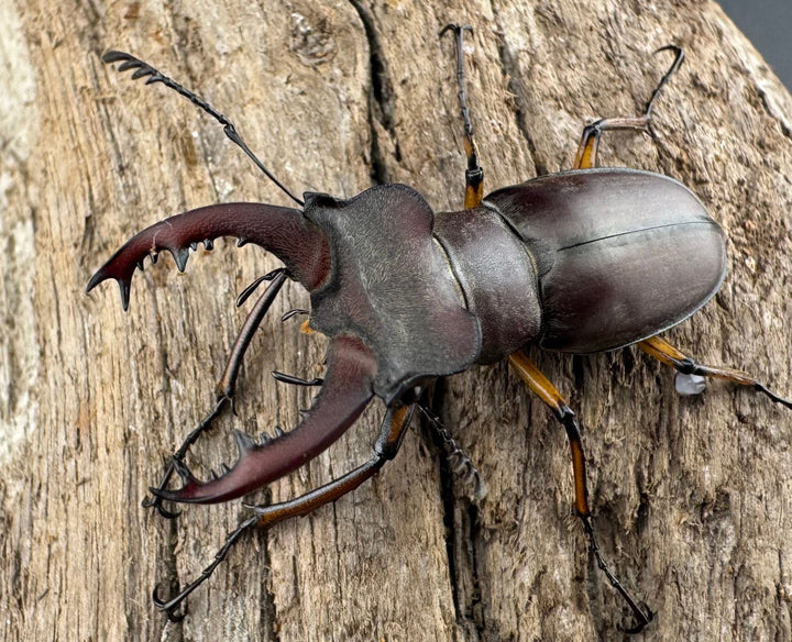 【WD】《ウーイーミヤマクワガタ 36.5mm ペア》