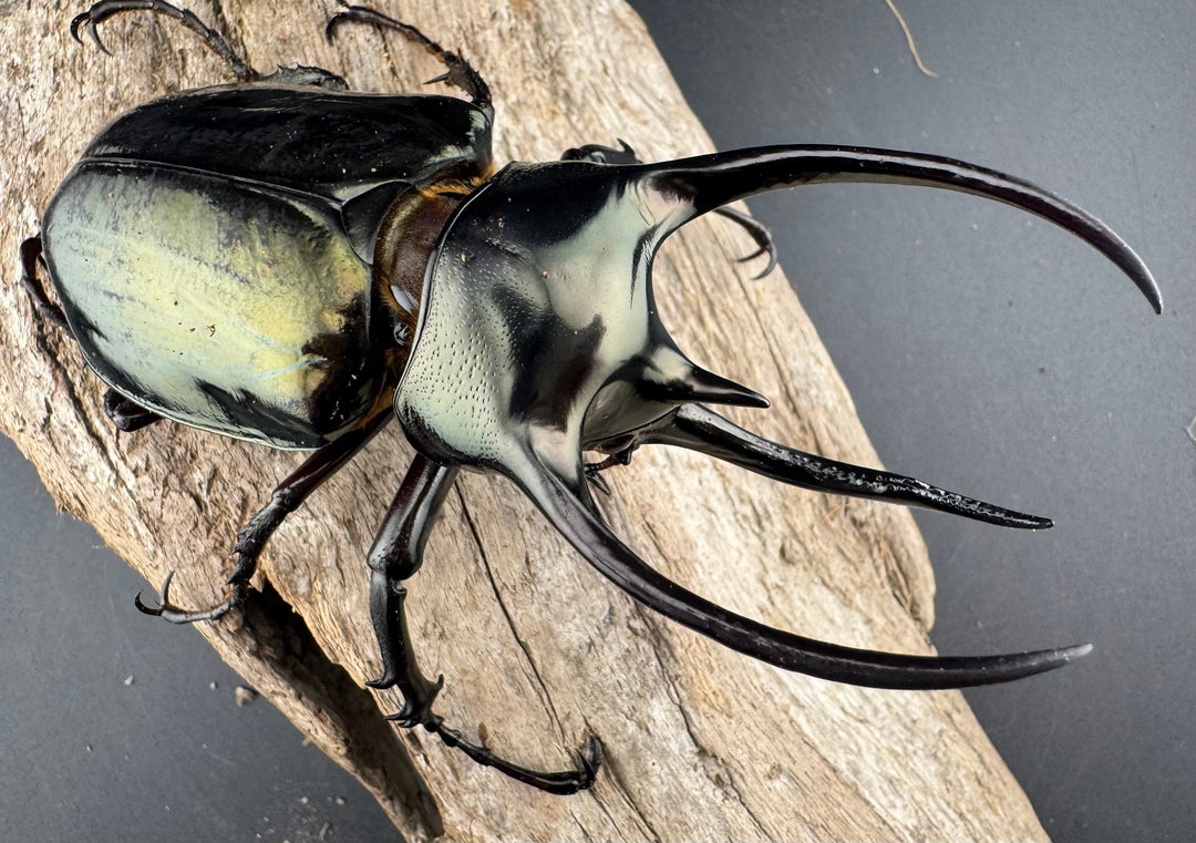 【WD】《ミンダナオアトラスオオカブト マラグサン産 98mm ペア》