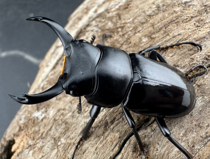 【WD】《セメノウコクワ 広西産 36.5mm ペア》