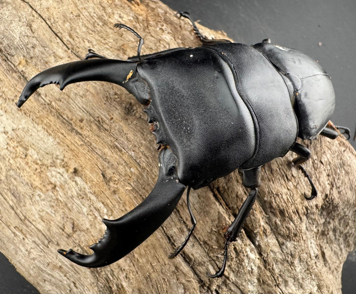 【WD】《西ペレンヒラタ（スラウェシオオヒラタ） 90mm ペア》