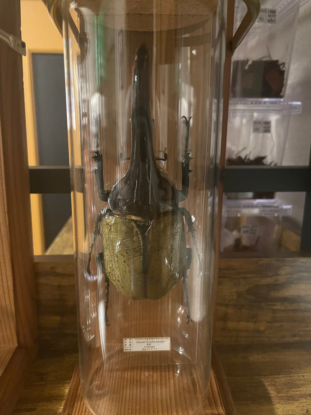 インテリア標本《ヘラクレスオオカブト（ヘラヘラ）♂》