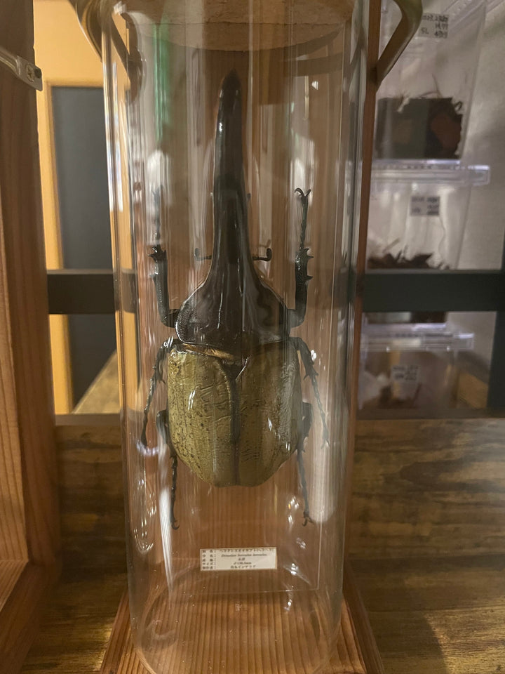 インテリア標本《ヘラクレスオオカブト（ヘラヘラ）♂》