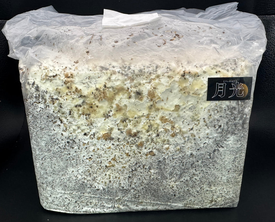 送料無料!!【10袋セット】【月光】カワラ ブロック 3500cc