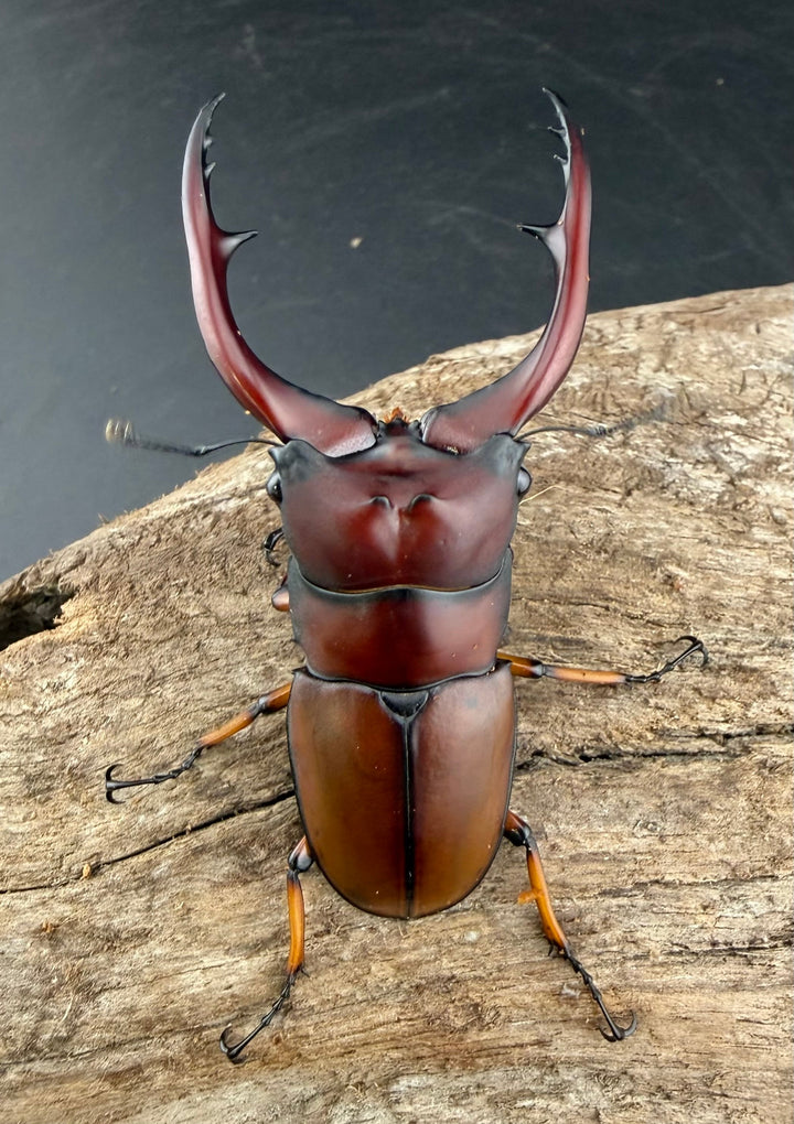 【WD】《アスタコイデスノコギリ ベンクール産 65mm ペア》