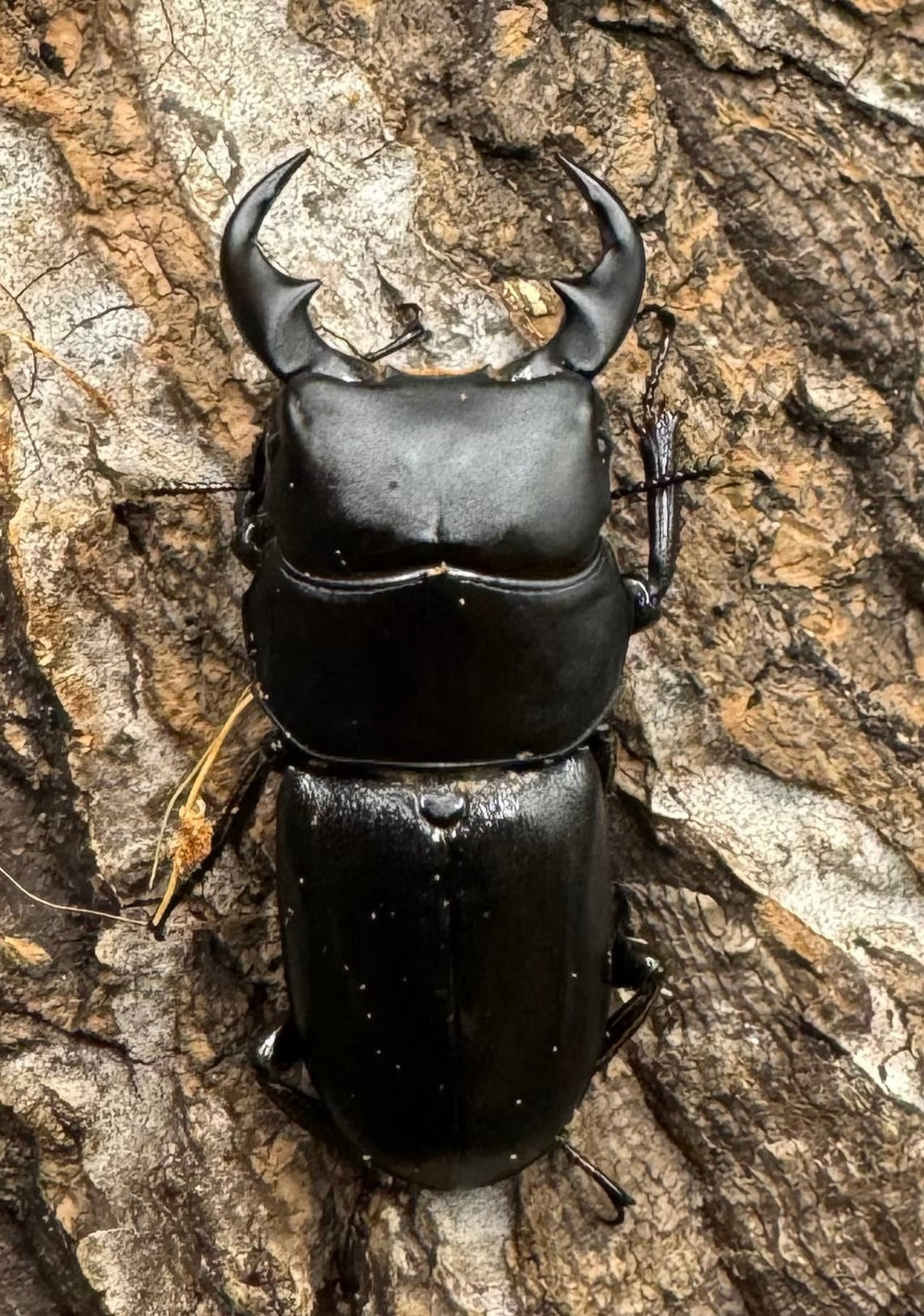 【WD】《ドルクス メンシウス 39mm ペア》