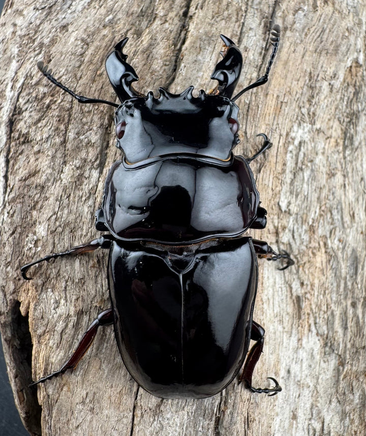 【赤目】《赤レギウスオオツヤクワガタ 61mm ペア》