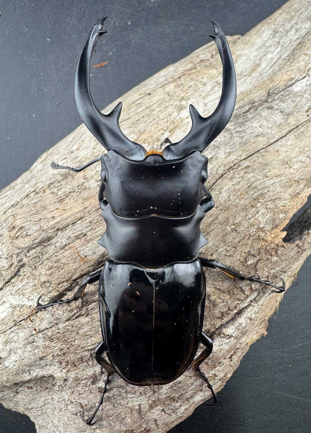 【WD】《インターメディアツヤクワガタ ネグロス島産 95.5mm A’品ペア》