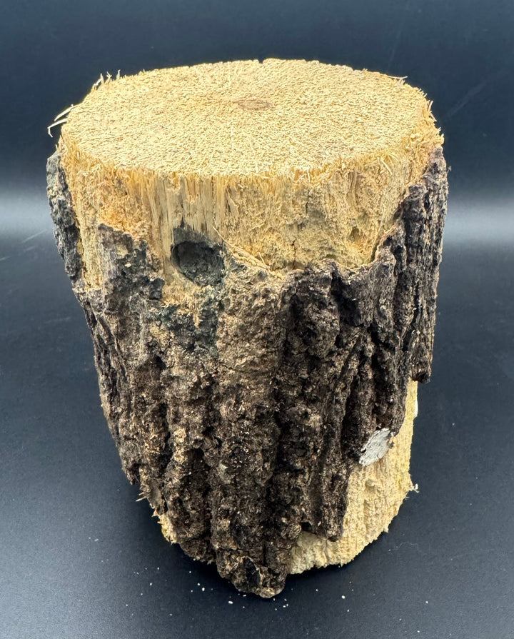 【3年物】産卵木 クヌギ材 Lサイズ 1本