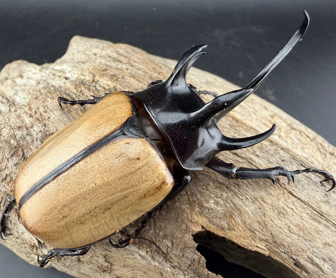 【WD】《ゴホンツノカブト原名亜種 タイ産 90mm ペア》