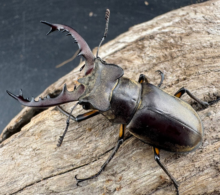 【WD】《ディボウスキーミヤマ原名亜種（チョウセンミヤマ） 遼寧省産 51mm A'品ペア》