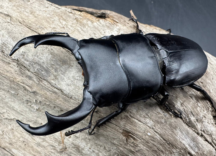 【WD】《パリーオオクワ パロロ パル産 72.5mm ペア》