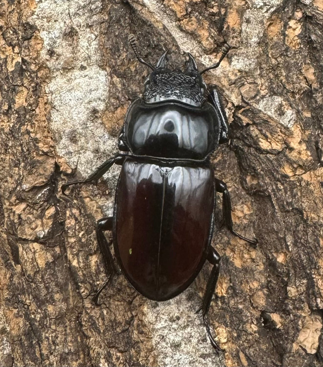 【WD】《オーベルチュールクロツヤシカ 50mm ペア》