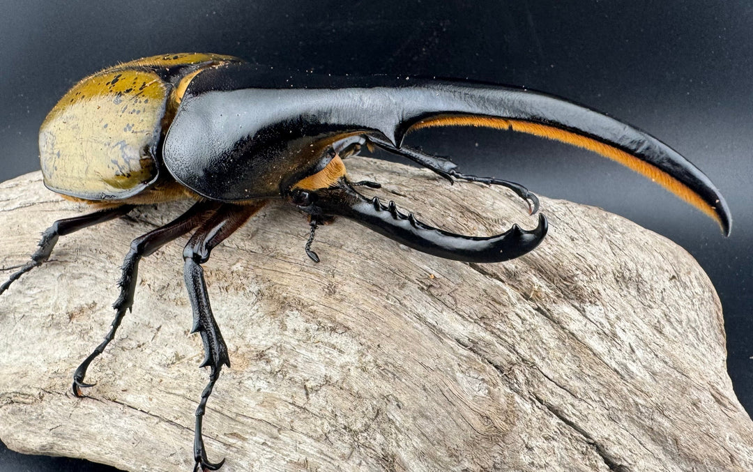 《ヘラクレス・ヘラクレス 152mm ペア》