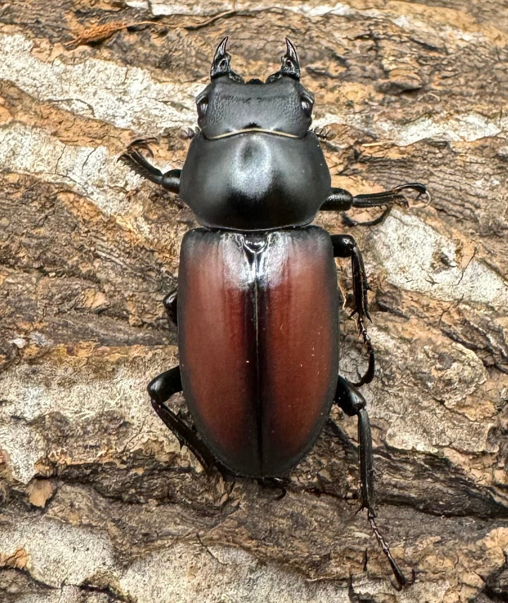 【WD】《マクレイコクワ 44.5mm ペア》