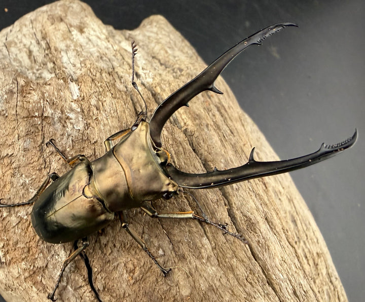 《メタリフェルホソアカ亜種イソガイ 66.5mm ペア》
