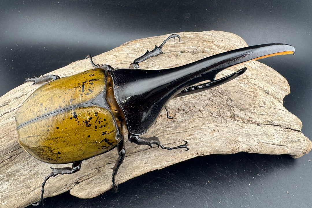 《ヘラクレス・ヘラクレス 152mm ペア》