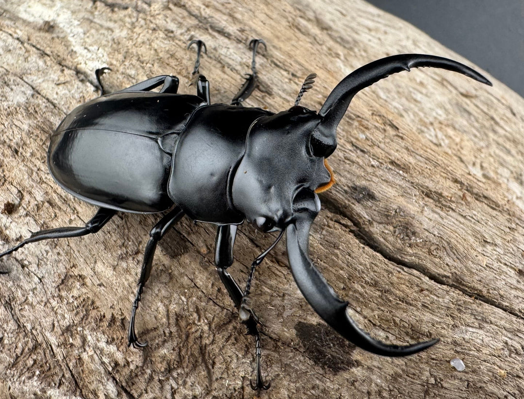 【WD】《ウエストウッディ亜種カズミアエ 雲南省産 54.5mm A’品ペア》