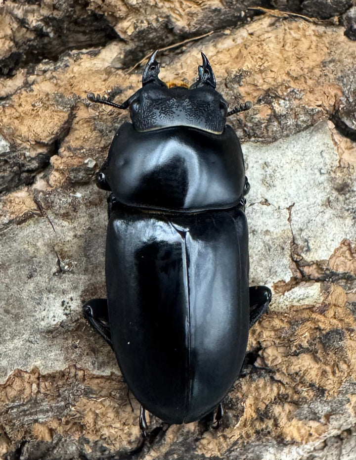 【WD】《シネンシスコクワ ssp. 怒江亜種 43mm ペア》