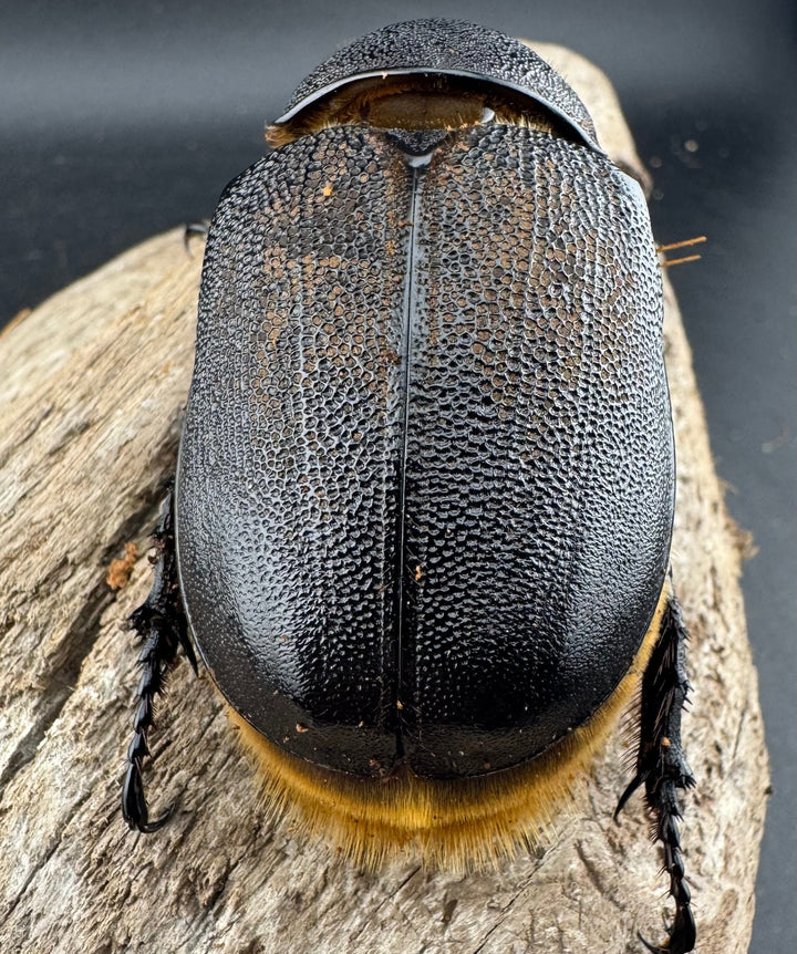 《サタンオオカブト 99mm ペア》inohiro109氏ブリード個体