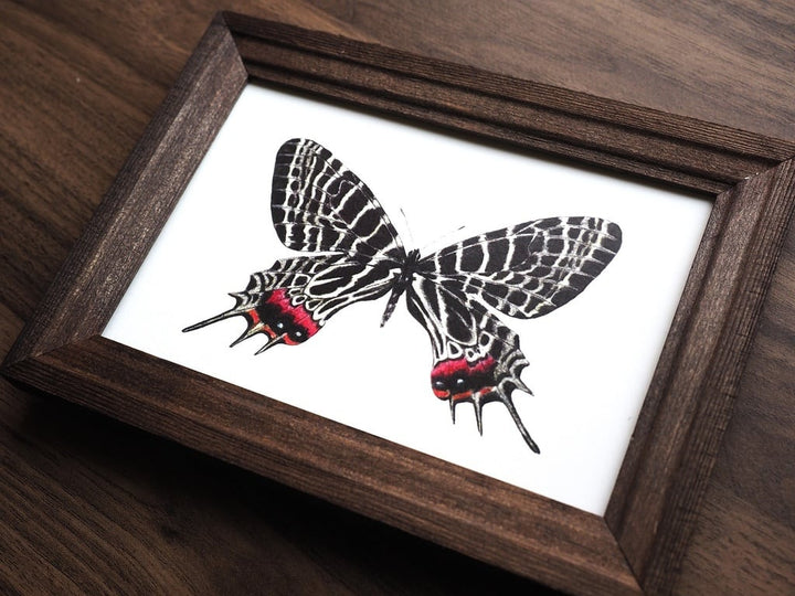 ポストカード 1枚入り（シボリアゲハ）【※額無し】