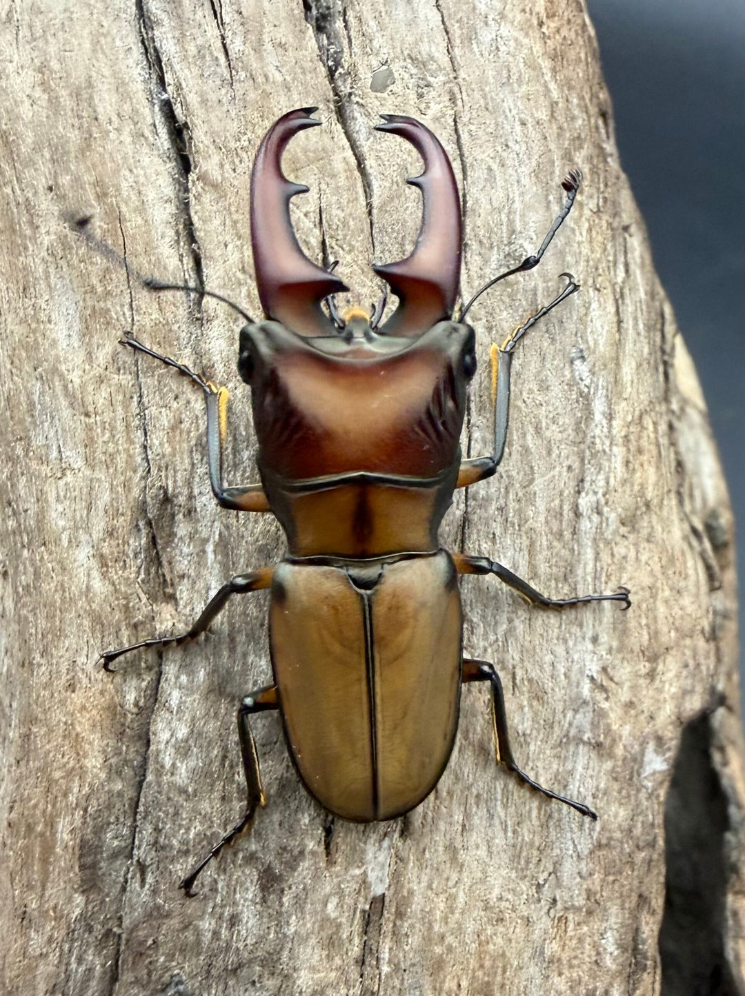 【F0】《エルサホソアカ 剣河県産 36mm ♂♀♀トリオ》
