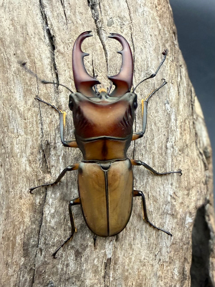 【F0】《エルサホソアカ 剣河県産 36mm ♂♀♀トリオ》