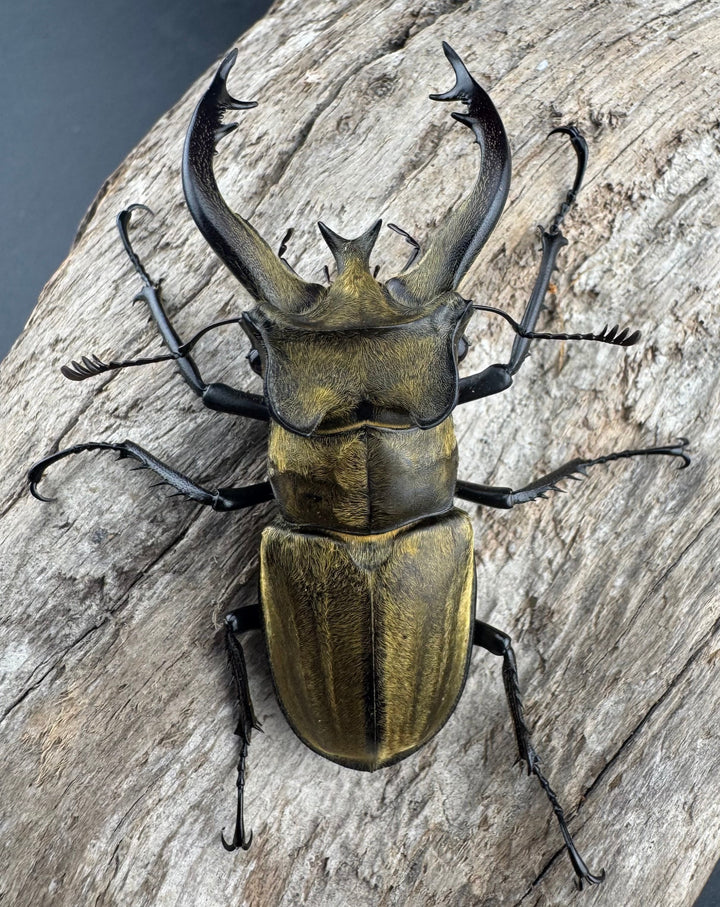 【WD】《フルキフェルミヤマ 62mm ペア》