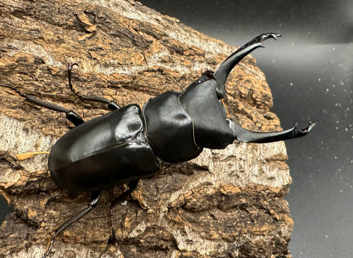 【WD】《ブラナウンコクワ 碧羅雪山産 61mm ペア》