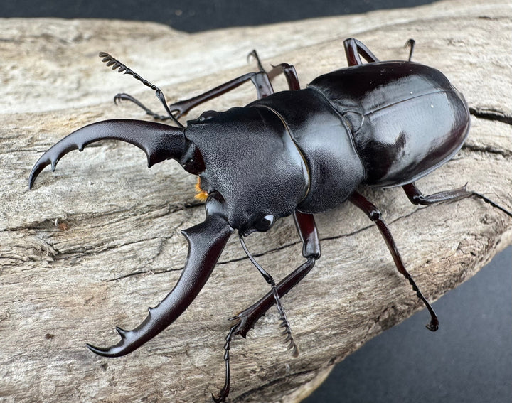 《ボーリンフタマタ亜種バミノルム 55mm ♂♀♀トリオ》