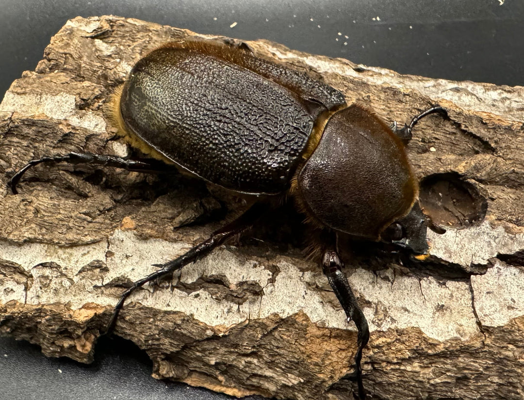 《ヘラクレス・ヘラクレス 126mm ペア》