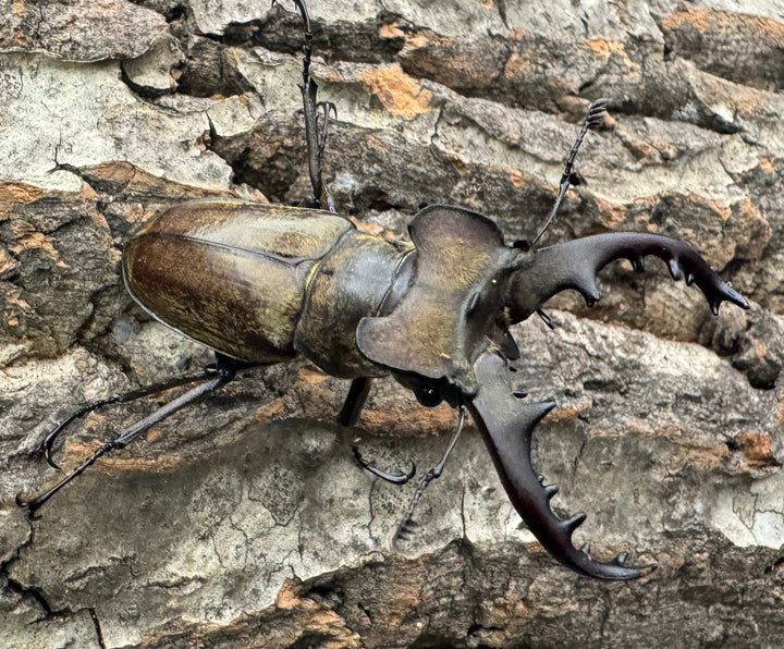 【WD】《ミヤマクワガタ 福島県産 ペア》