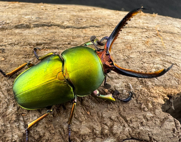 【WD】《パプアキンイロクワガタ アルファック産 35mm ペア》