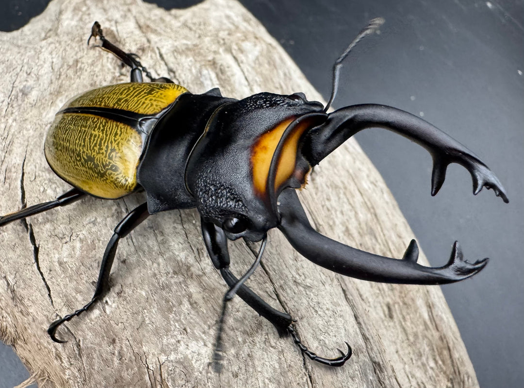 【WD】《スペクタビリスツヤクワガタ 74.5mm A’品ペア》