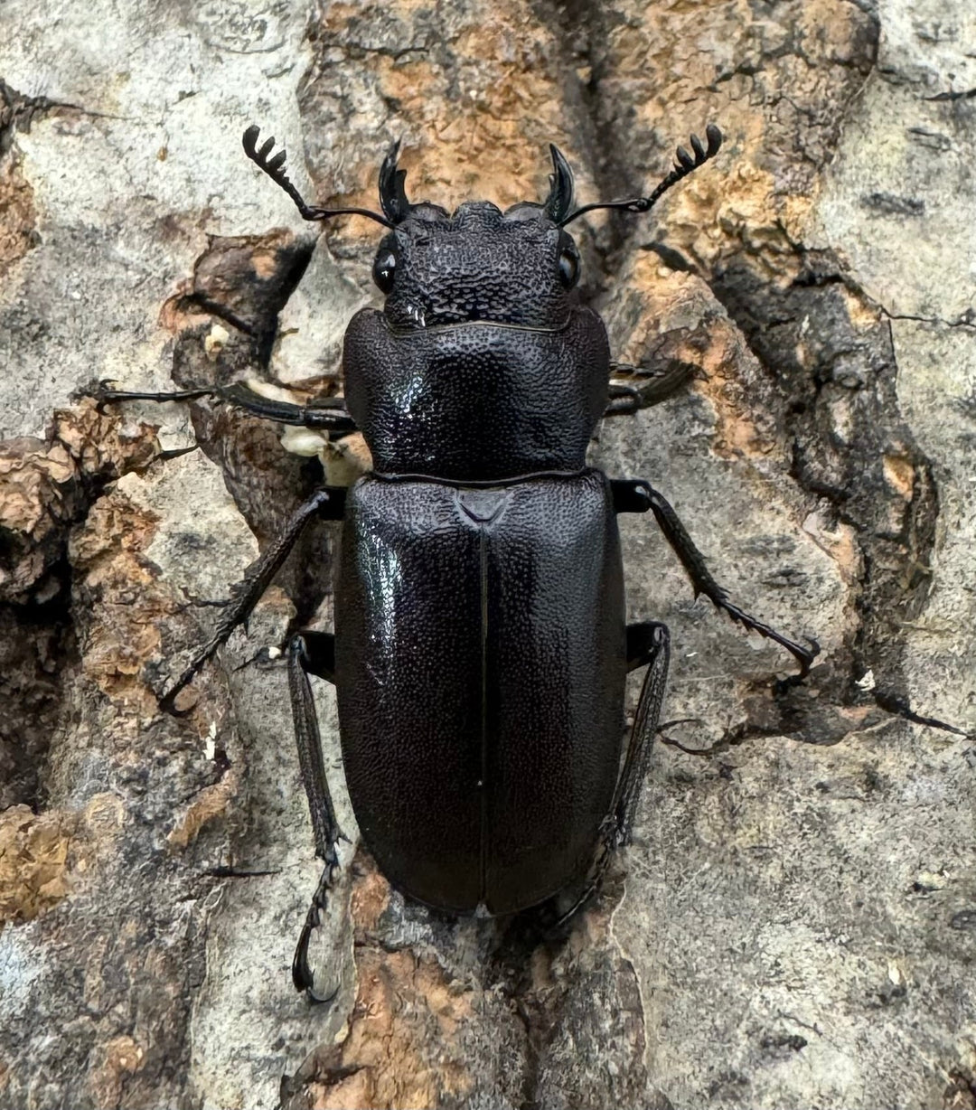 【美麗】《メタリフェルホソアカ 82mm ペア》セルヴォラン氏ブリード個体