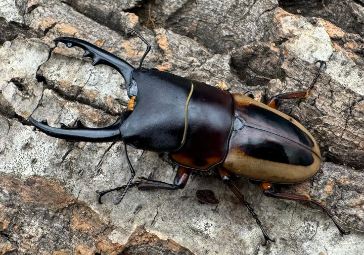 【WD】《ラテラリスノコギリ亜種マイリーン 南カマリネス産 52.5mm ペア》