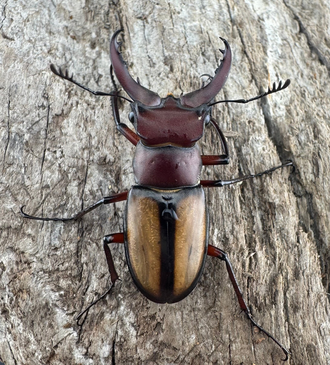 【WD】《ラエトゥスミヤマクワガタ 35mm ペア》