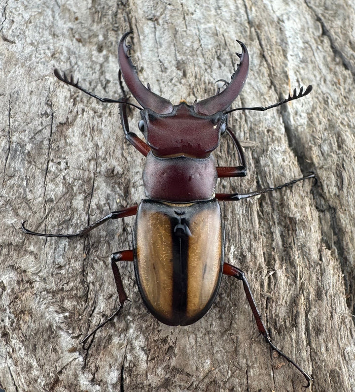 【WD】《ラエトゥスミヤマクワガタ 35mm ペア》