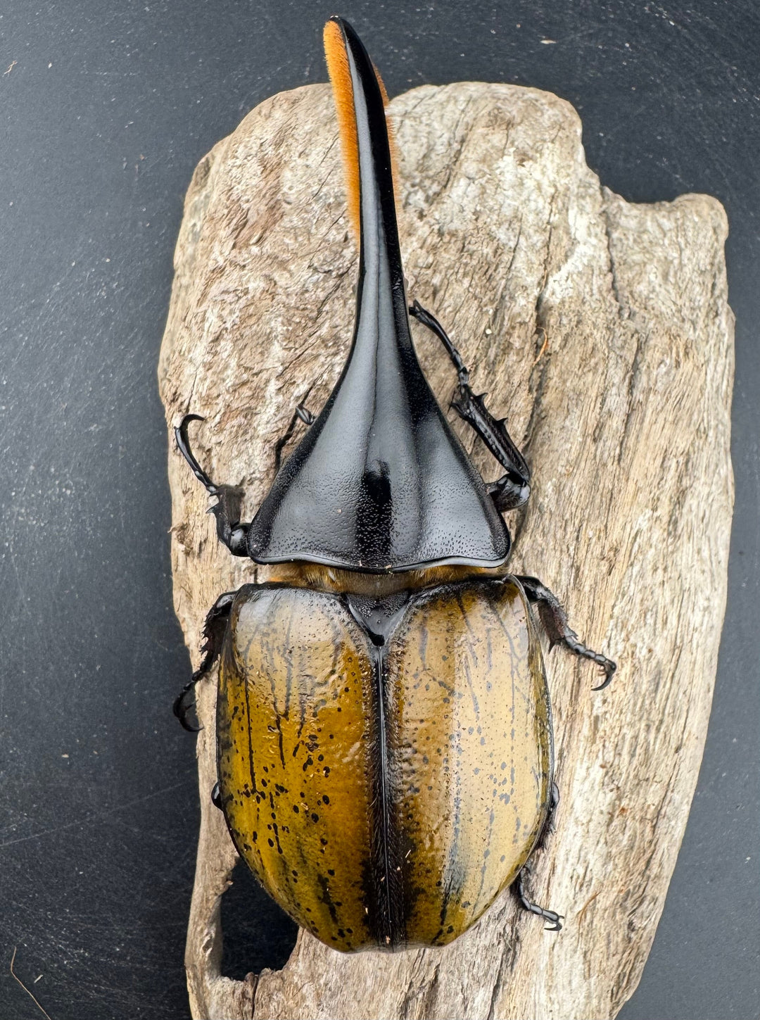 《 ヘラクレス・モリシマイ 煌血統アウトライン 123mm ペア》inohiro109氏ブリード個体