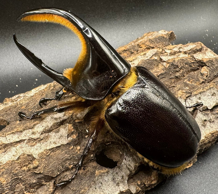 《サタンオオカブト 96mm ペア》