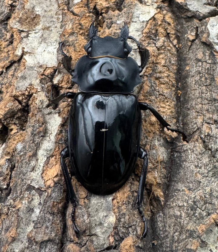 【WD】《インターメディアツヤクワガタ ネグロス産 96.5mm ペア》