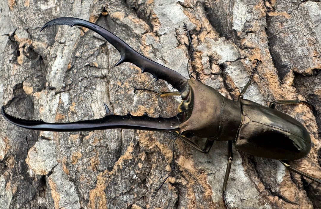 【WD】《メタリフェルホソアカ亜種finae 88.5mm ペア》