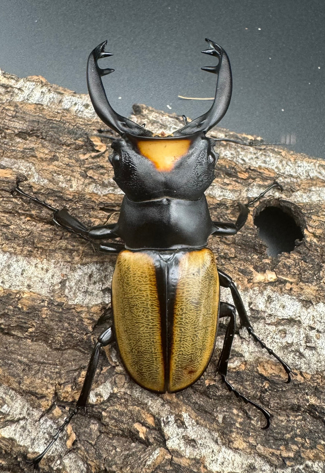 【WD】《ラコダールツヤクワガタ ブラスタギ産 76mm ペア》