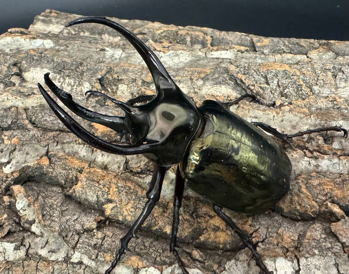 【WD】《ミンダナオアトラスオオカブト 97mm ペア》