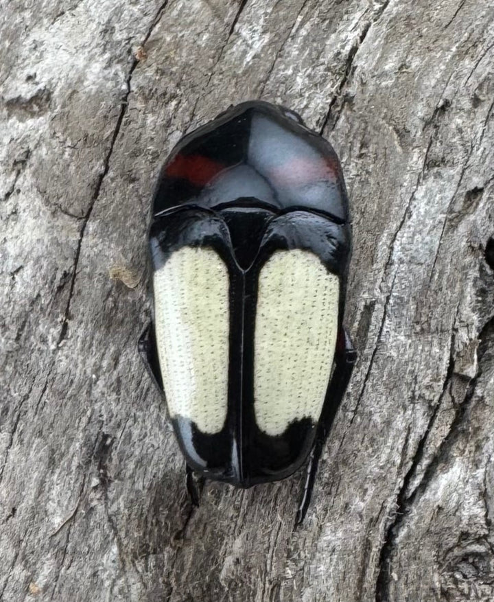 《キモンツノホソカナブン ロハス産 ペア》