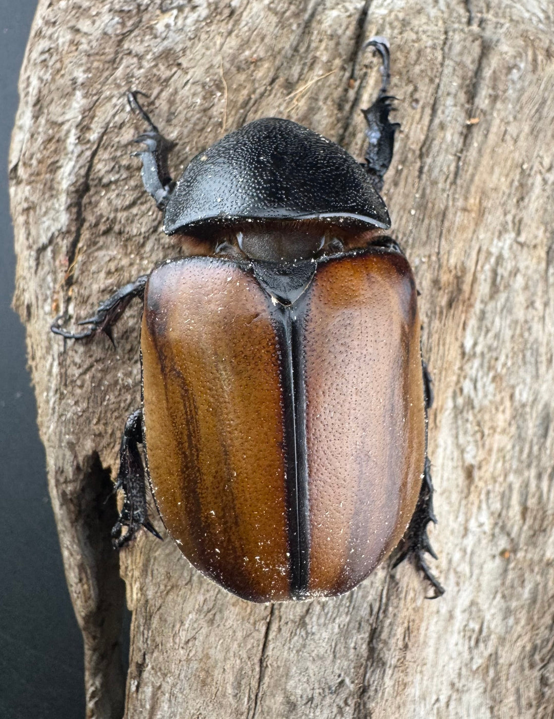 【WD】《ゴホンツノカブト原名亜種 ラオス産 76mm ペア》