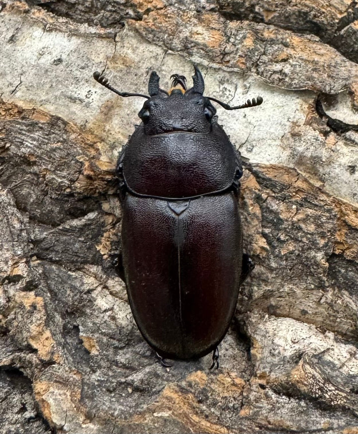 【WD】《ノコギリクワガタ 伊豆大島産 61mm ペア》