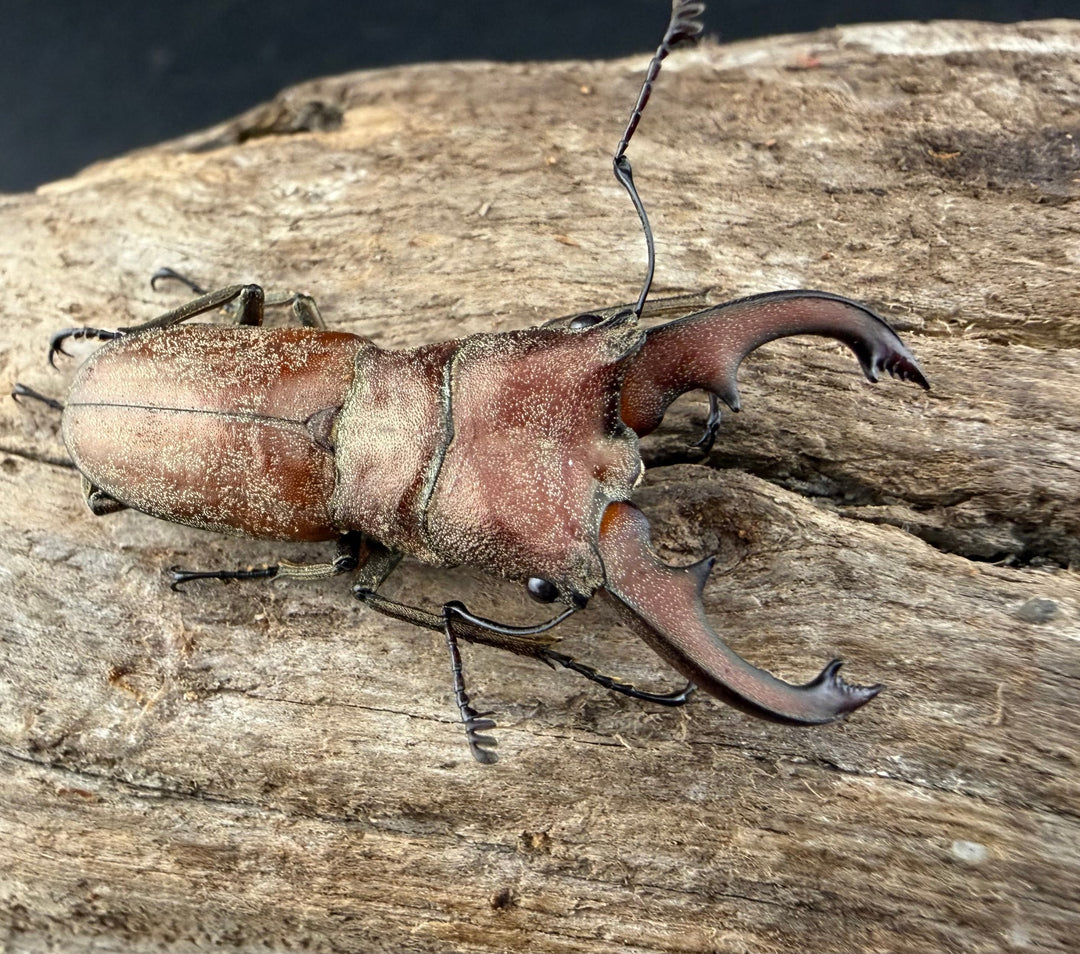 【WD】《スズムラホソアカ ロハス産 36mm ペア》