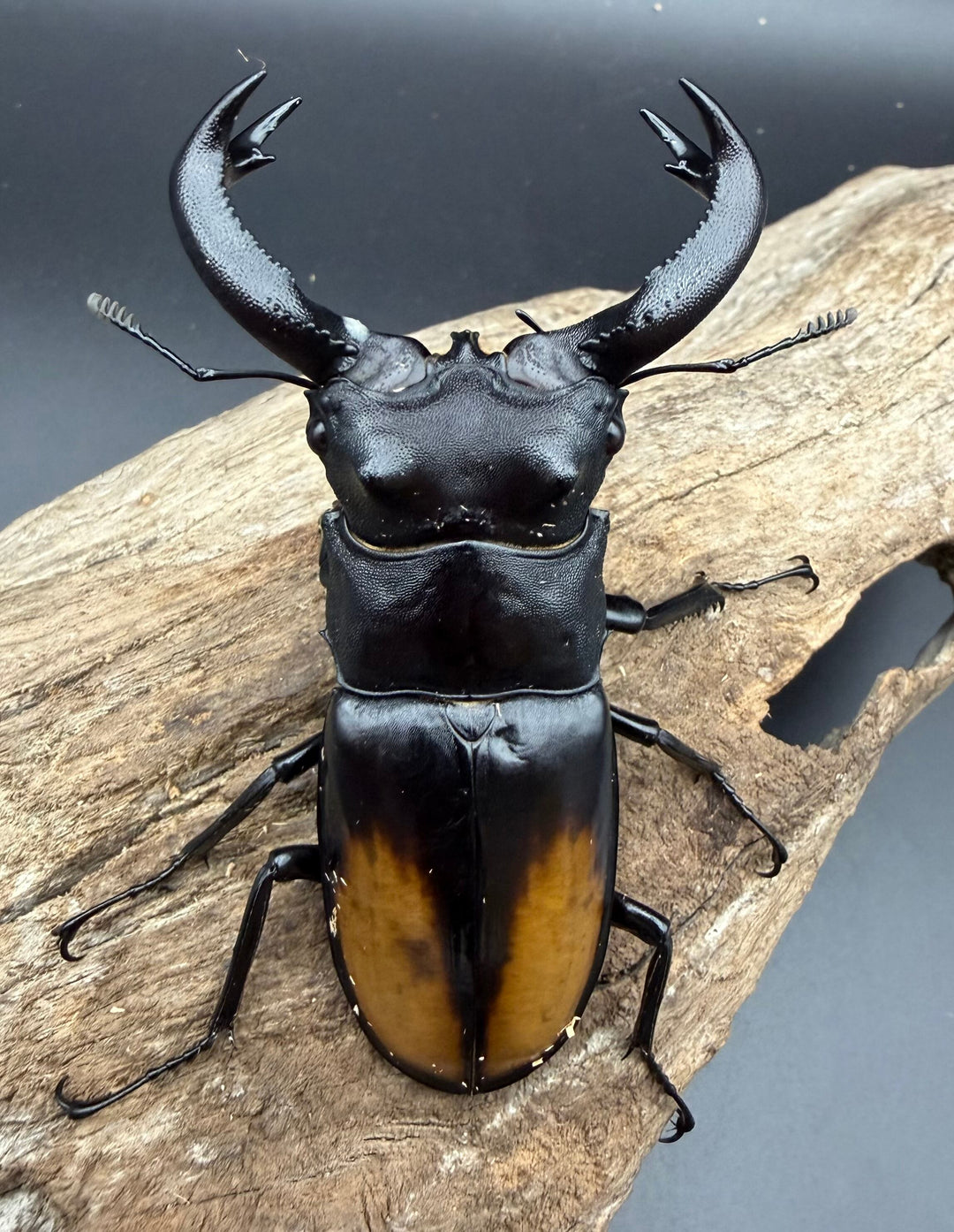 【WD】《セアカフタマタ（パリーフタマタ） 82mm ペア》